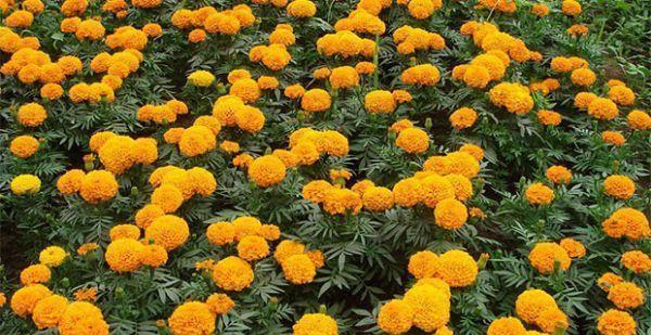 万寿菊的种植方法是什么？如何确保其顺利开花？