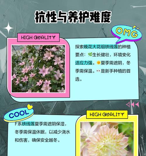 铁线莲的花期是多久？不同品种的花期有何不同？