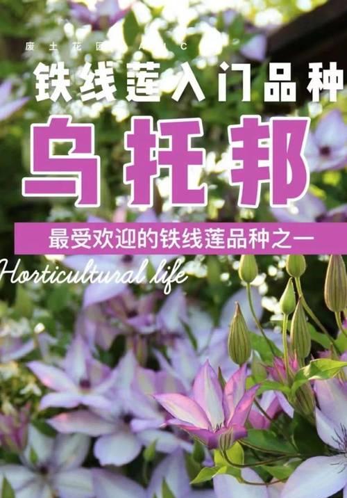 铁线莲的花期是多久？不同品种的花期有何不同？
