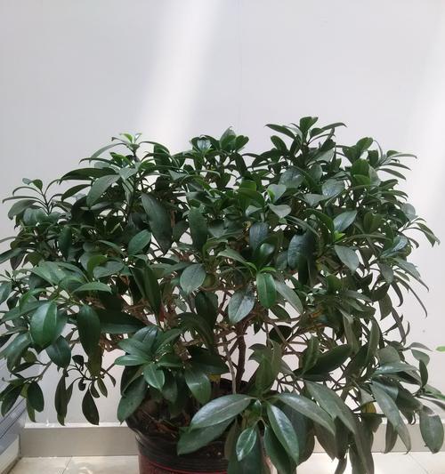 非洲茉莉开花是否罕见？如何解决养护难题？