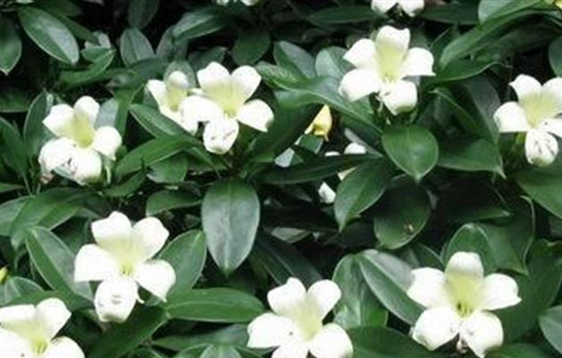 非洲茉莉开花是否罕见？如何解决养护难题？