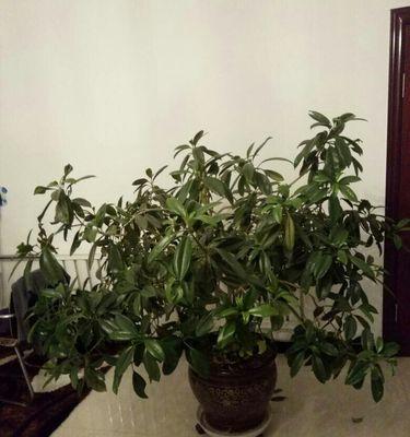 非洲茉莉开花是否罕见？如何解决养护难题？