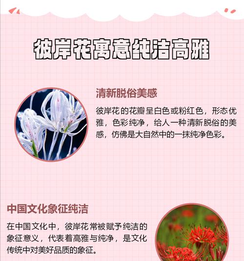 彼岸花长什么样？它的寓意是什么？
