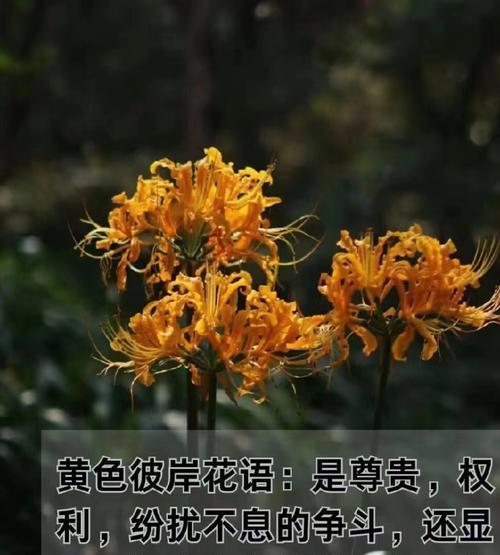 彼岸花长什么样？它的寓意是什么？