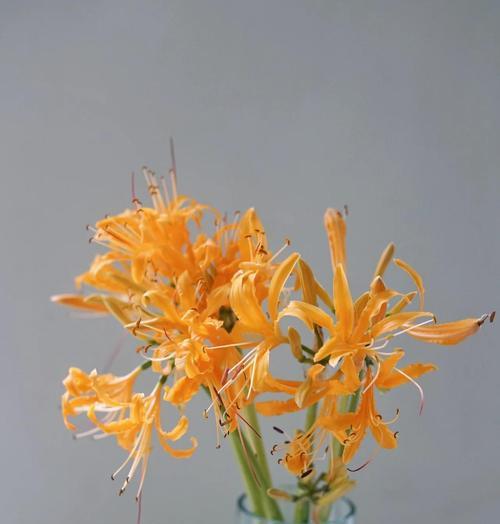 彼岸花的花期是什么时候？它的寓意有何深意？