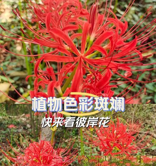 彼岸花的花期是什么时候？它的寓意有何深意？