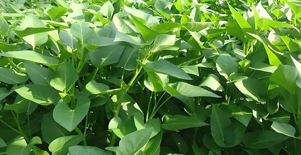 空心菜的最佳种植时间是什么时候？地域差异如何影响种植？