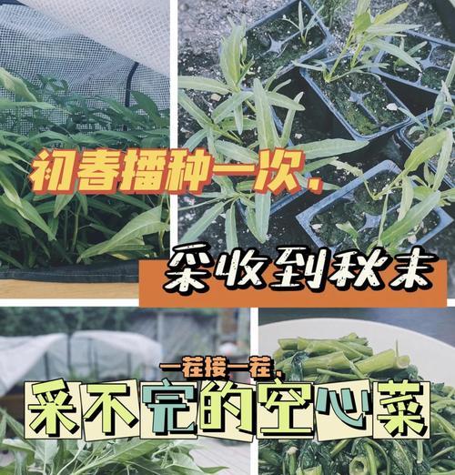 空心菜的最佳种植时间是什么时候？地域差异如何影响种植？