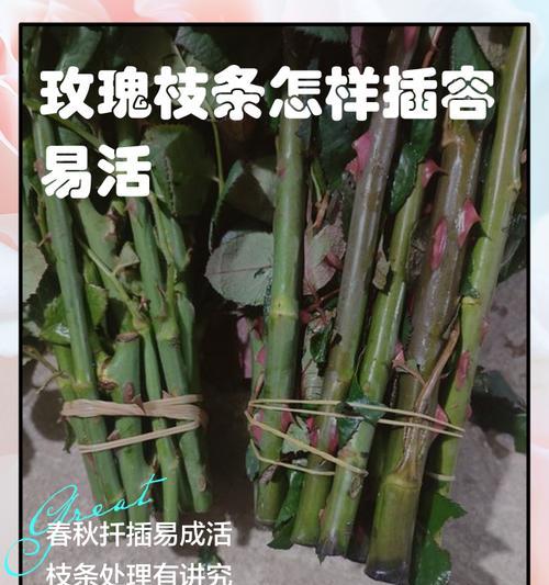 插枝条技术如何操作？扦插及管理的要点是什么？