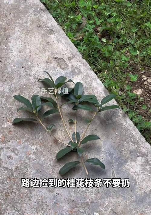 插枝条技术如何操作？扦插及管理的要点是什么？