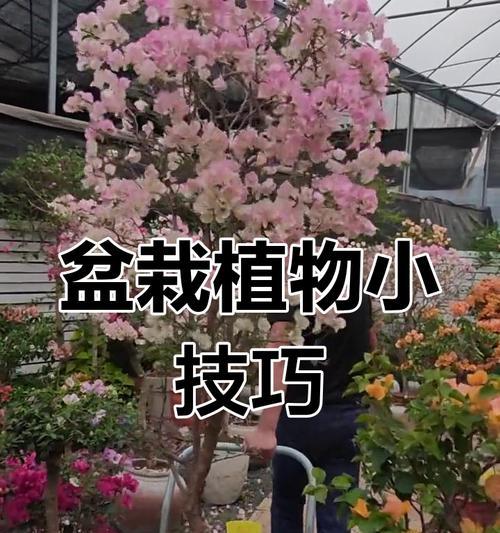 花草植物盆栽有哪些养护技巧？如何保持美观？