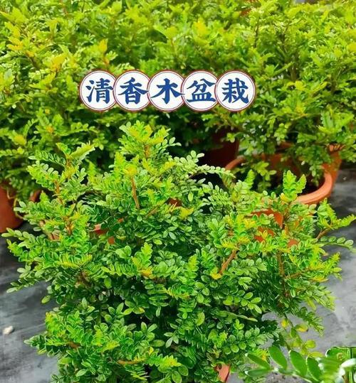 花草植物盆栽有哪些养护技巧？如何保持美观？