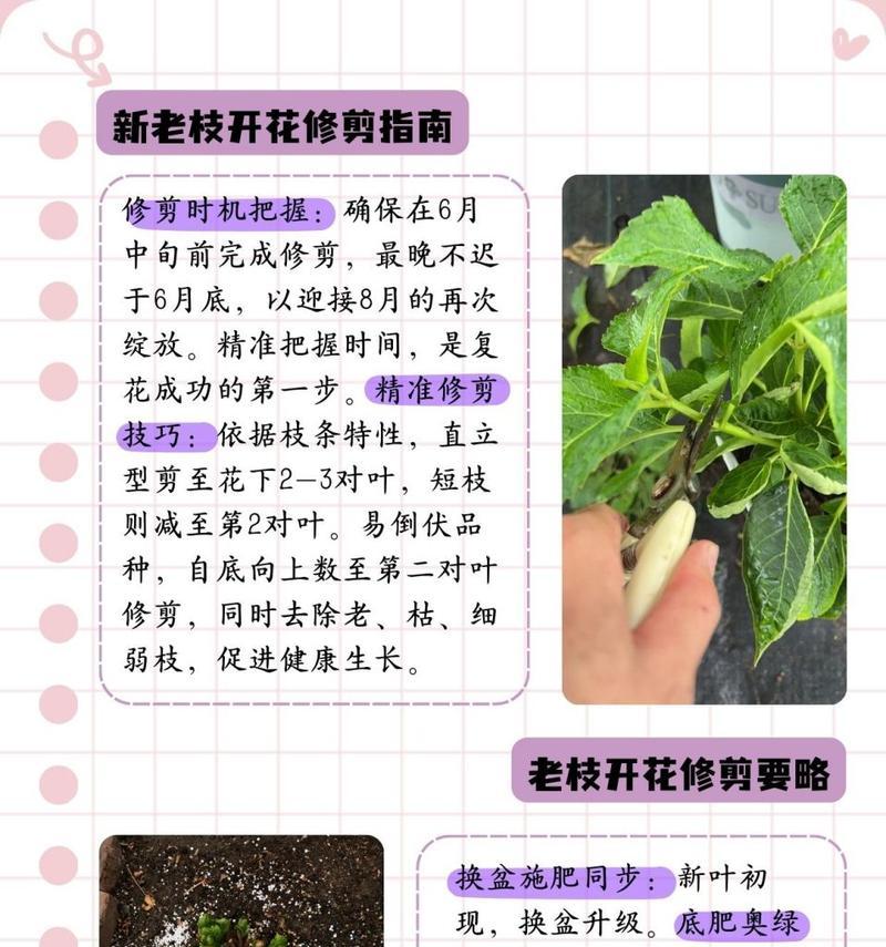 绣球花如何进行阳光护理？不同季节的护理要点有哪些？