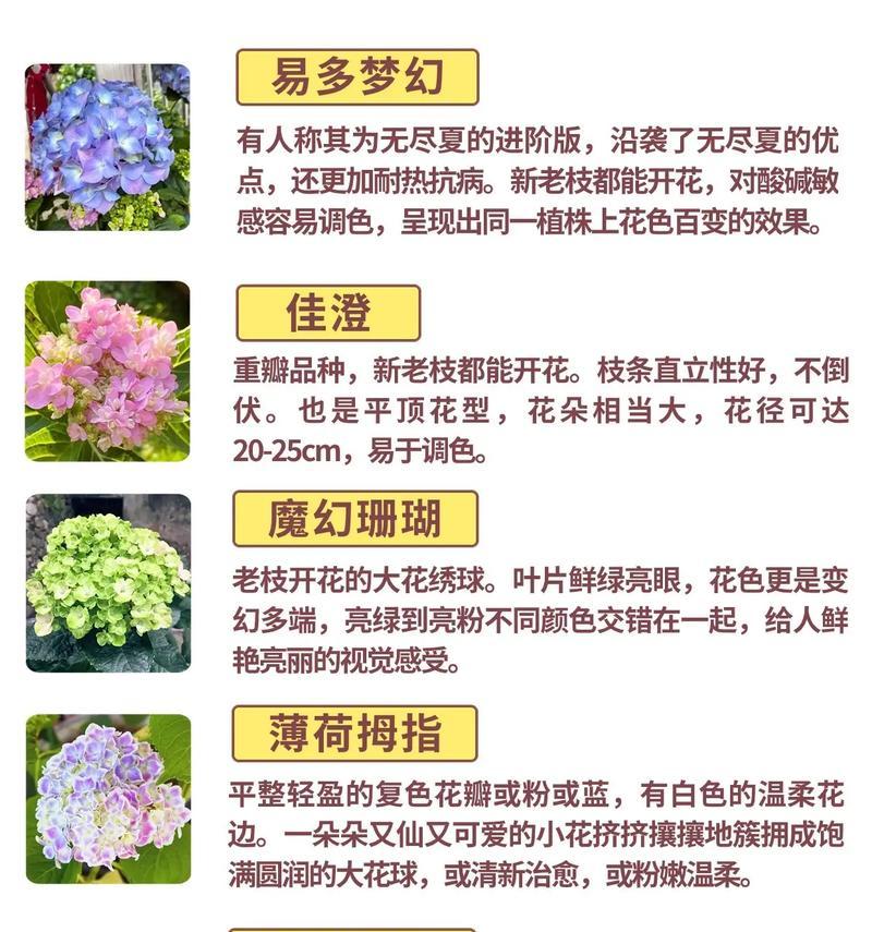 绣球花如何进行阳光护理？不同季节的护理要点有哪些？