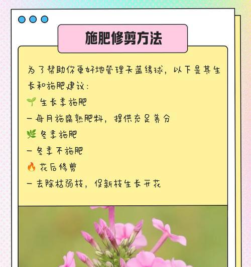 绣球花如何进行阳光护理？不同季节的护理要点有哪些？