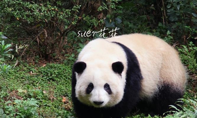 十堰的植物界大熊猫是什么？它的开花情况如何？