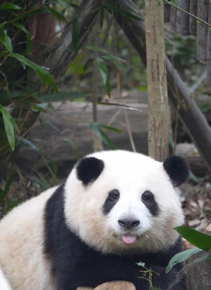 十堰的植物界大熊猫是什么？它的开花情况如何？