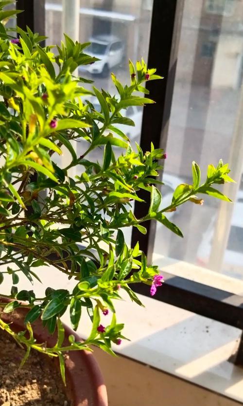 种植满天星：土壤要求不高，排水良好是关键？