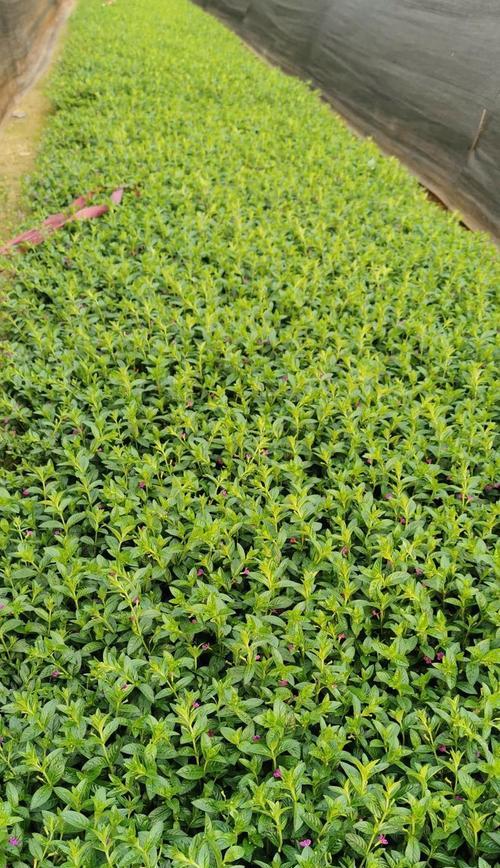 种植满天星：土壤要求不高，排水良好是关键？