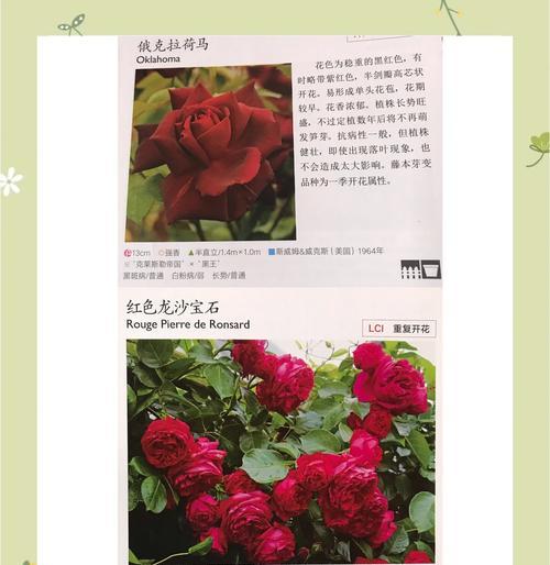 88种迷人月季品种推荐：哪些不容错过？