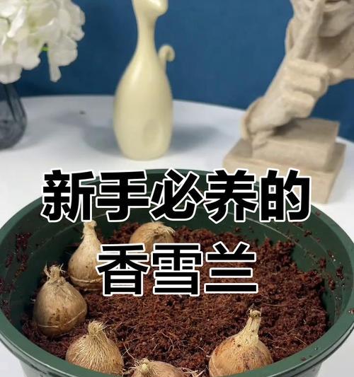 香雪兰的养殖方法和注意事项有哪些？