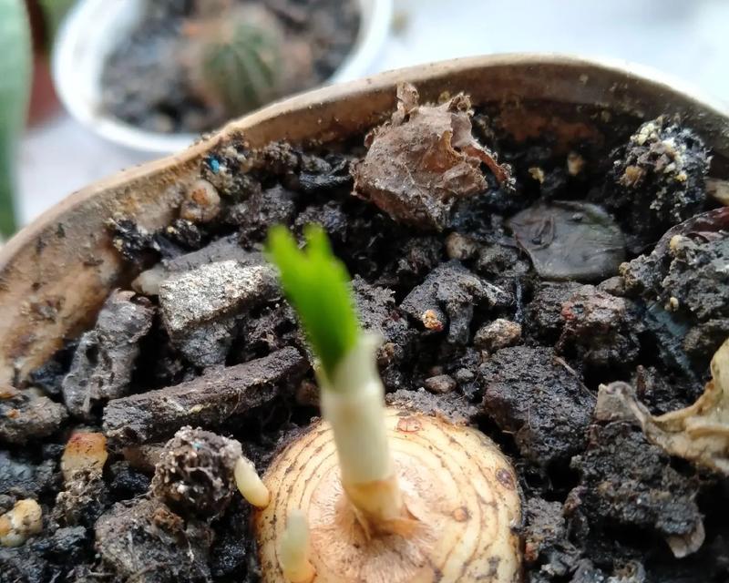 香雪兰的养殖方法和注意事项有哪些？