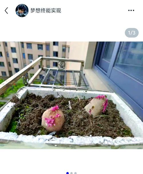 红薯怎么催芽：有效催芽的秘诀？