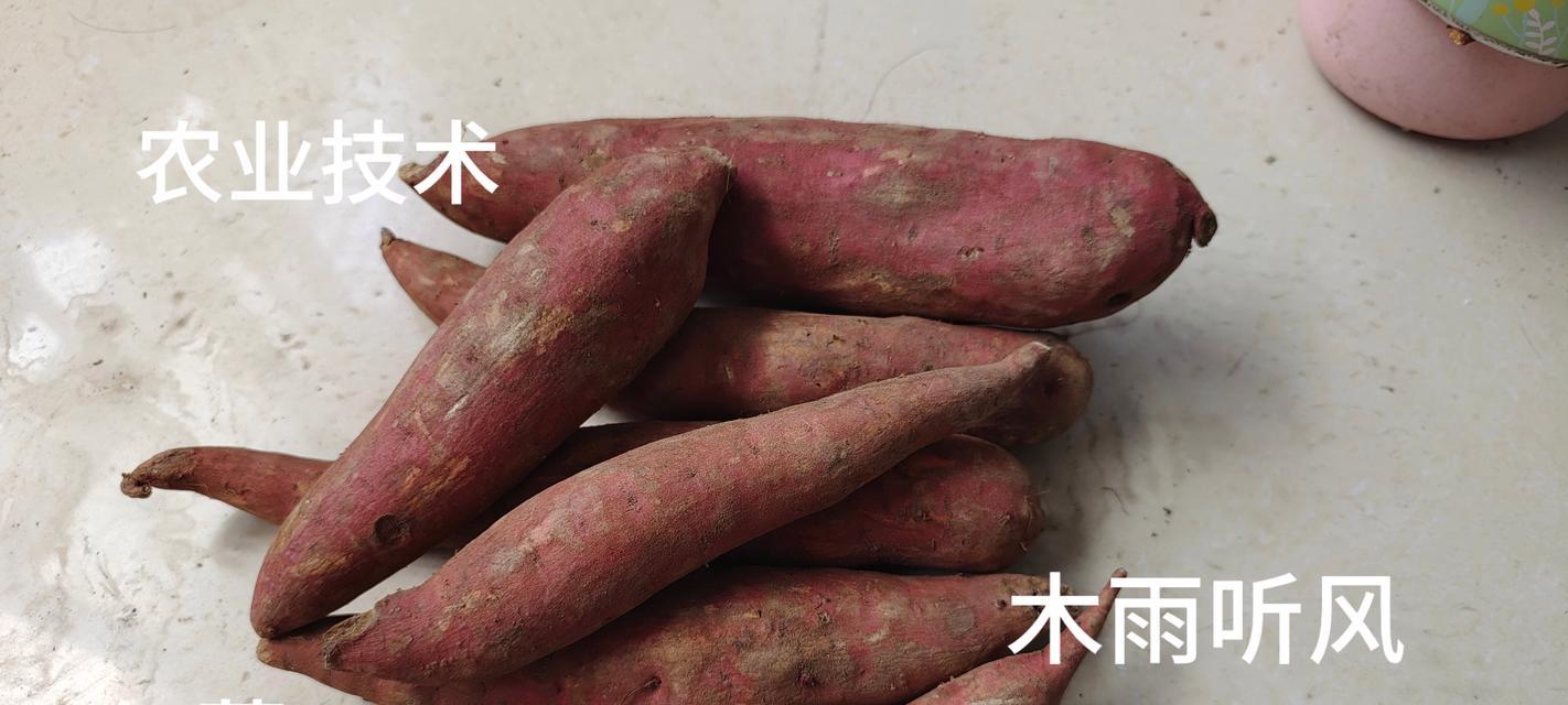 红薯怎么催芽：有效催芽的秘诀？