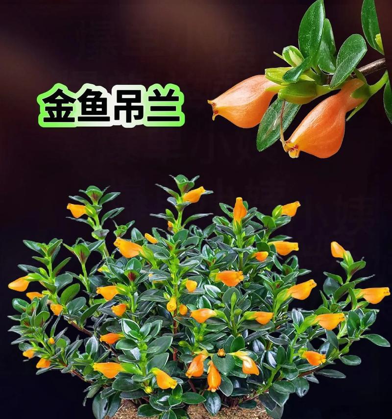 金鱼吊兰的养护秘诀：避开三大禁忌绽放繁盛花朵？