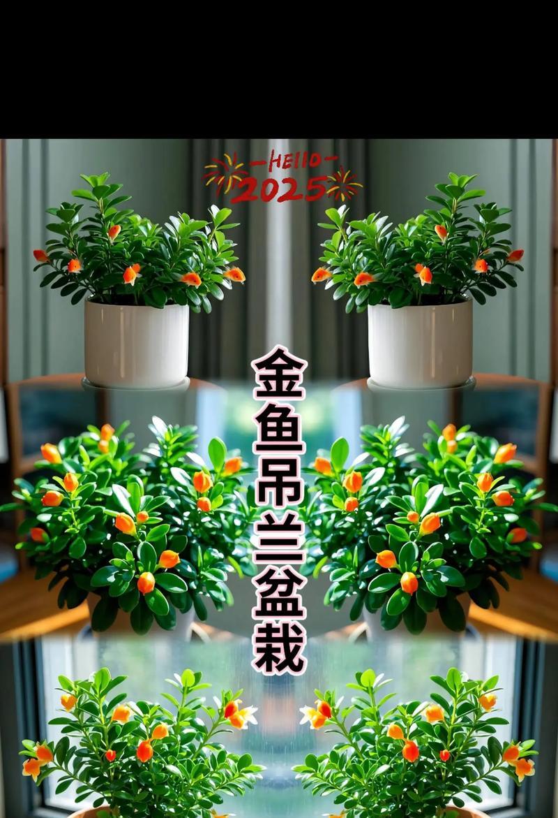 金鱼吊兰的养护秘诀：避开三大禁忌绽放繁盛花朵？