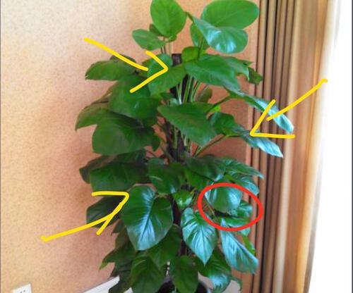 家庭植物摆放全指南：客厅卧室厨房及其他空间如何布局？