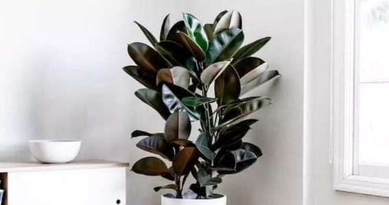 家庭植物摆放全指南：客厅卧室厨房及其他空间如何布局？