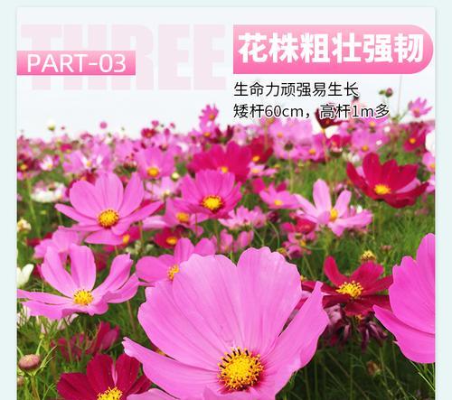 波斯菊花种子格桑花种籽播种：七彩四季开花易活花籽庭院室技巧？