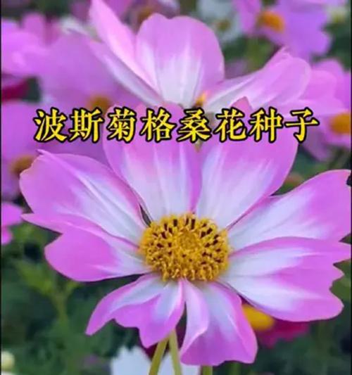 波斯菊花种子格桑花种籽播种：七彩四季开花易活花籽庭院室技巧？