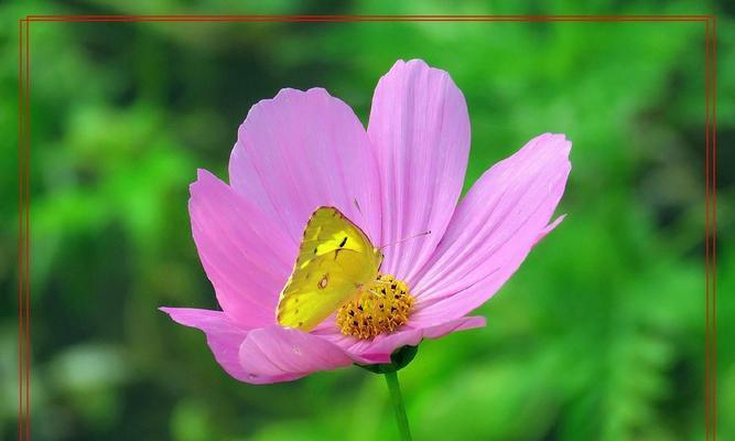波斯菊花种子格桑花种籽播种：七彩四季开花易活花籽庭院室技巧？