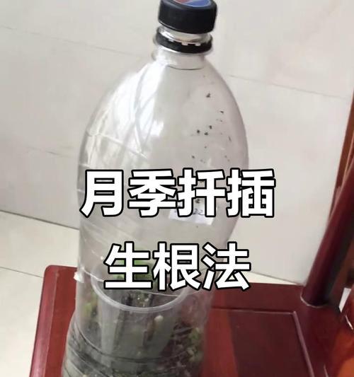 月季扦插技巧：枝条选取介质与生根详解？