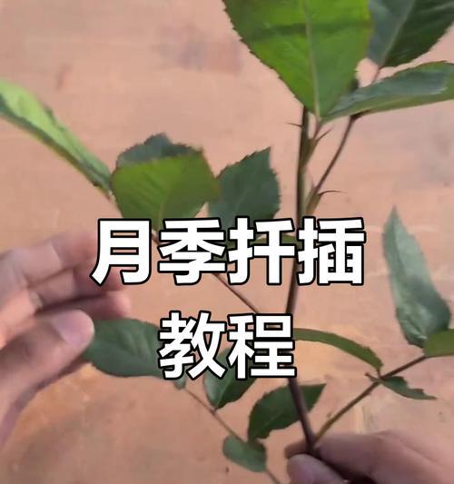 月季扦插技巧：枝条选取介质与生根详解？