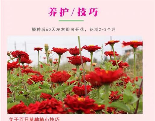 百日草盛放如雪：如何领略绚烂花海之美？
