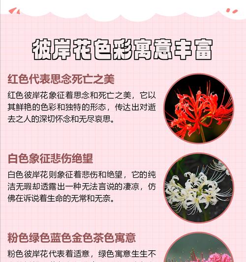 彼岸花的寓意：花语和象征意义是什么？