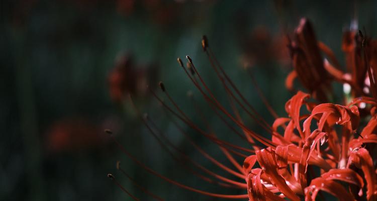 彼岸花的寓意：花语和象征意义是什么？