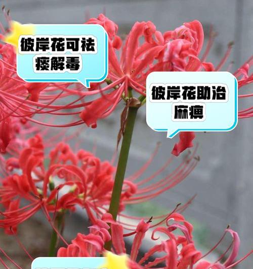 彼岸花的寓意：花语和象征意义是什么？