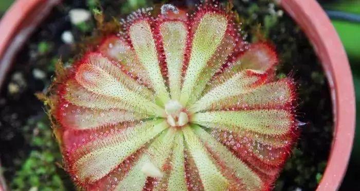 捕蝇草长两根长长的是什么？花柱的真相是什么？
