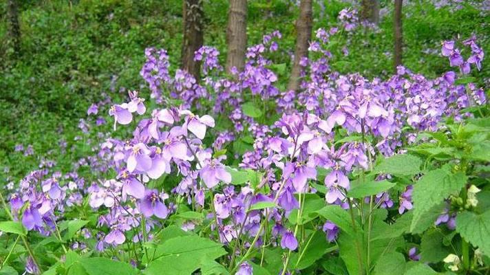 二月兰花期全解析：花期管理和养护要点是什么？