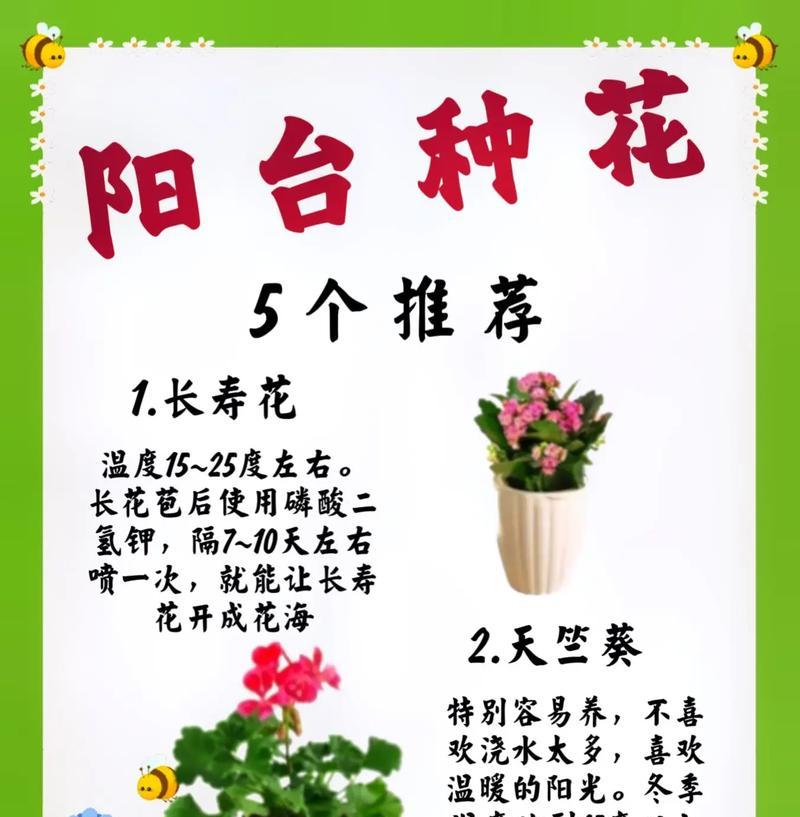 阳台养长寿花：如何晒足太阳多施肥多打顶？