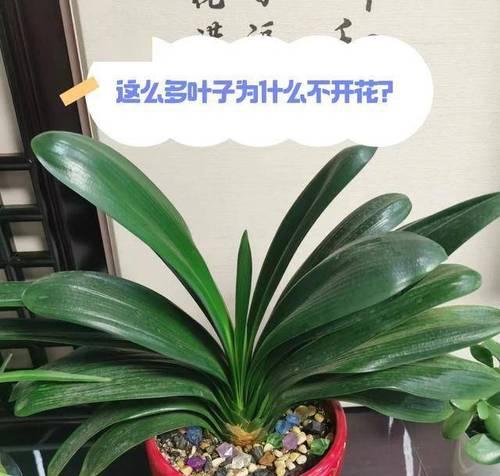 君子兰的开花技巧：3个关键步骤告别“开花困难户”！