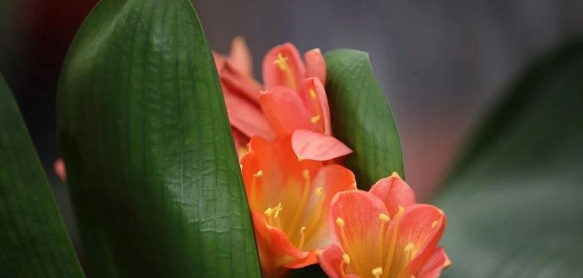 君子兰的开花技巧：3个关键步骤告别“开花困难户”！