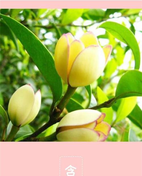 含笑花品种比拼：哪些品种更胜一筹？