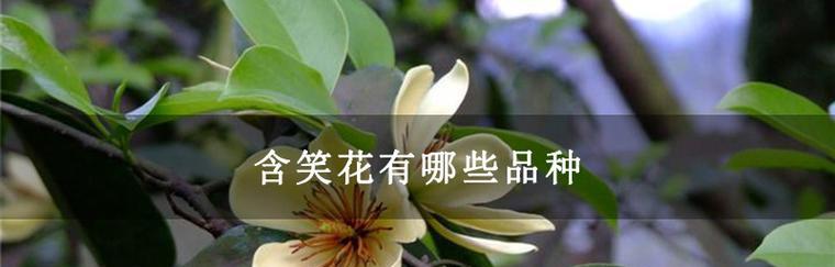 含笑花品种比拼：哪些品种更胜一筹？
