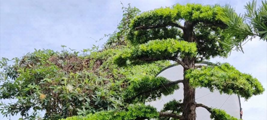 罗汉松精品化栽培技术：如何打造精品罗汉松？