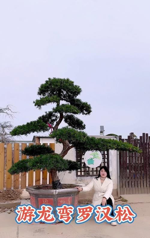 罗汉松精品化栽培技术：如何打造精品罗汉松？